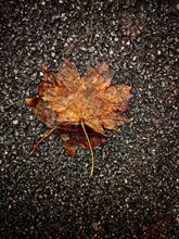 Closeup shot of a dead leaf in autumn