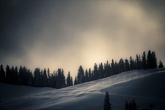 Winter mountain forest in the backlight
