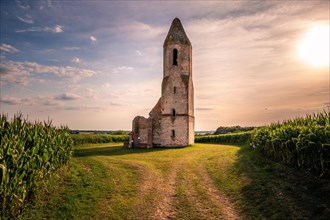 Ruin of a church in a cornfield. Old catholic church tower in the sunset