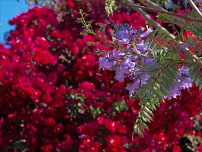 Purple blossom of a Jacaranda tree in front of red flowering Bougainvilea