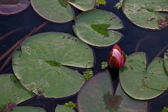Unopened flower of a red water lily on pond