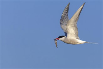 Flying common tern