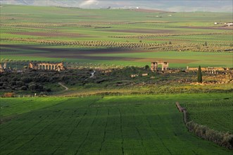 Roman ancient ruins Volubilis surrounded by green fields