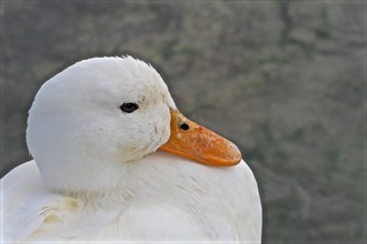 Head of a white duck