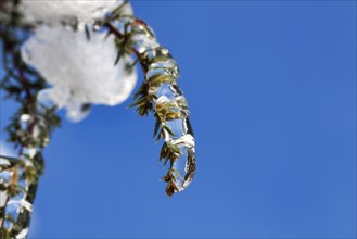 Branch enclosed by ice against a blue sky