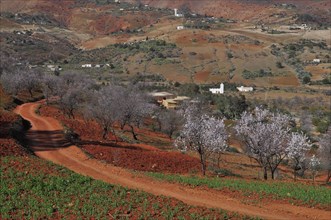 Almond blossom and red earth in the Rif Mountains of Northern Morocco