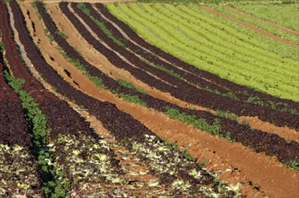 Fields with rows of red-leaved lollo rosso lettuce and green lettuce