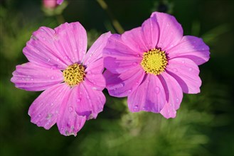 Mexican aster