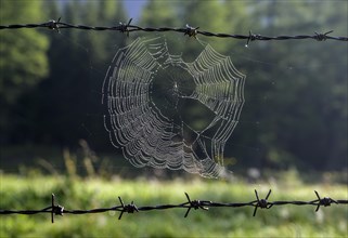 Spider's web on barbed wire fence