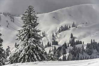 Snow-covered mountain landscape with trees in winter during snowfall