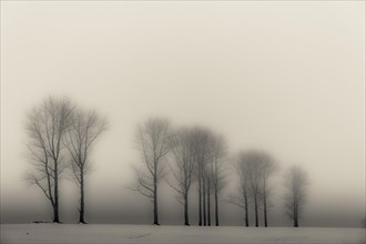 Trees in the fog in winter landscape