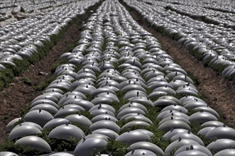 Lettuce field covered with plastic caps