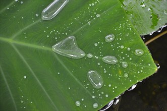 Water Lily Leaf with Water Drops