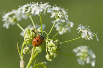 Seven-spott ladybird