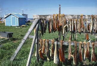 Dried fish suspended in a rack for air drying