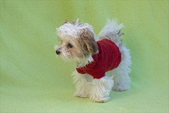 Bolonka Zwetna puppy wearing dog coat