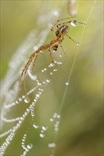 Canopy spider