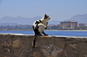 Cat on wall on waterfront scratching itself