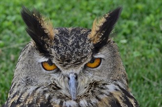 Head of eagle owl with open eyes