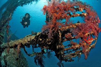 Diver dives through sunken shipwreck Cedar Pride looks down on former lookout Crow's nest overgrown with red soft corals