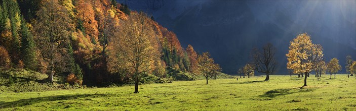 Grosser Ahornboden Panorama with autumnal colourful maple trees in low sun