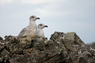 Young great black-backed gulls