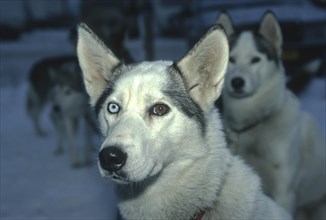 Sled dog with different eye colouring during the Iditarod race