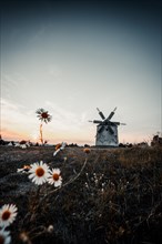 The Old Windmill of Tes at sunset with marguerites