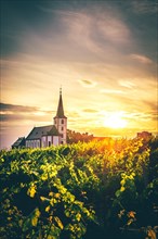 View over green vineyards to a church in the sunset