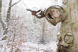 Snow-covered old hute beech in the Sababurg primeval forest