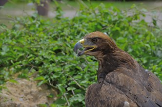 Golden eagle with open beak and tongue