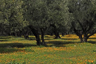 Olive grove in orange flower meadow