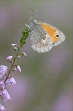 Meadow brown