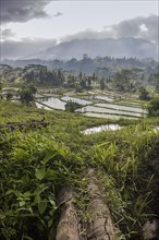 Landscape with rice terraces and forests
