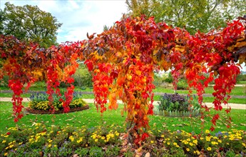 Autumn coloured ivy in the park