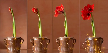 Hippeastrum in four stages in one pot