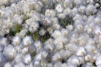 Flowering cottongrass