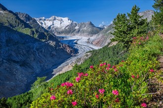 Landscape with blooming alpine roses in front of the Aletsch glacier with Wannenhorn 3906m
