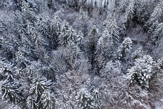Snowy forest from above