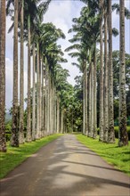 Palm tree alley in the Royal Botanic Gardens