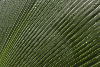 Leaf of a palm tree with water drops