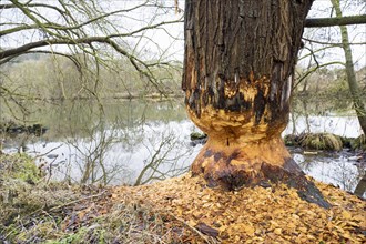 Beaver damage or gnaw marks on tree on the bank of the Fulda near Kassel