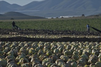 Farm workers in a field with iceberg lettuce pull off black plastic film