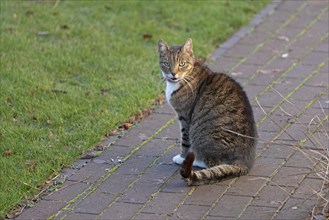 Cat sitting on a path