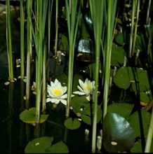 Garden pond with white water lily