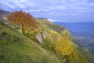 Magnificent autumn forest and Festenstein Castle