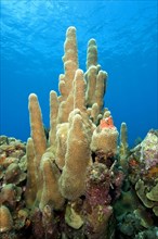 Pillar coral