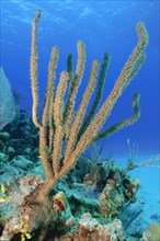 Caribbean horn coral