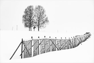 Single tree with snow fence in winter landscape