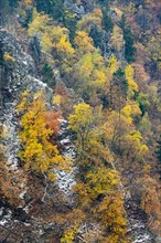 First snow on the autumnal slopes of the Bode Valley in the Harz Mountains